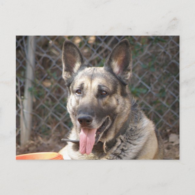 Deutsche Schäferhund Postkarte (Vorderseite)
