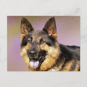 Deutsche Schäferhund-Welpen-Hund-Leere Postkarte