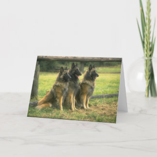 Deutsche Schäferhunde-Grußkarte Karte
