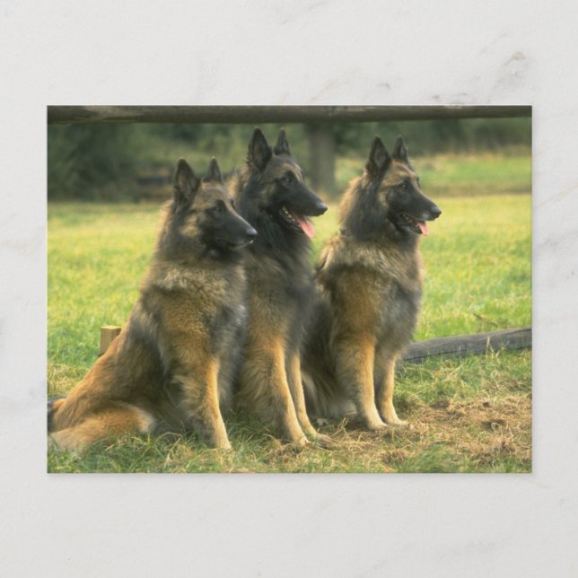 Deutsche Schäferhunde Postkarte (Vorderseite)