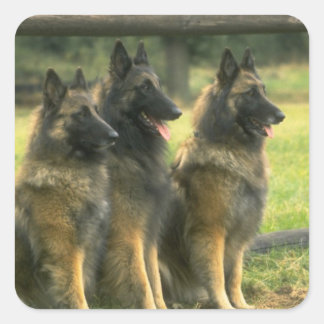 Deutsche Schäferhunde Quadratischer Aufkleber