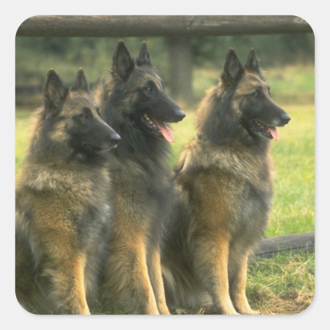 Deutsche Schäferhunde Quadratischer Aufkleber (Vorderseite)
