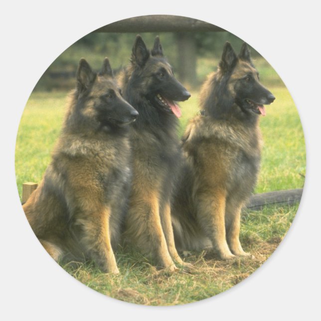 Deutsche Schäferhunde Runder Aufkleber (Vorderseite)
