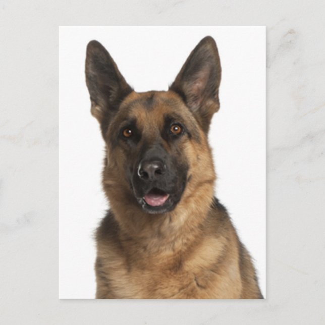 Deutsche Schäferhunde Welpenhund-leere Postkarte (Vorderseite)