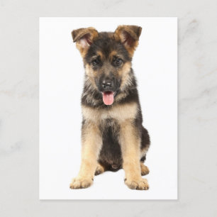Deutsche Schäferhunde Welpenhund-leere Postkarte