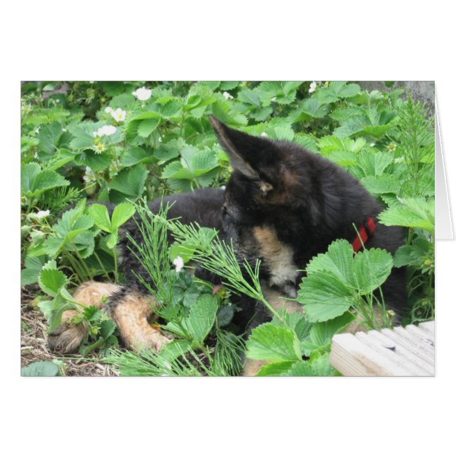 Deutsche Schäferkarte (Vorderseite (Horizontal))