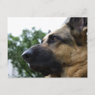 Deutsche Schäferpostkarte Postkarte