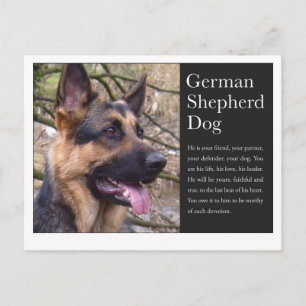 Deutsche Schäferpostkarte Postkarte