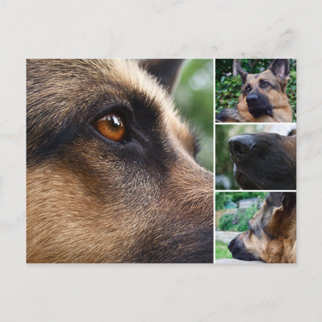 Deutsche Schäferpostkarte Postkarte (Vorderseite)