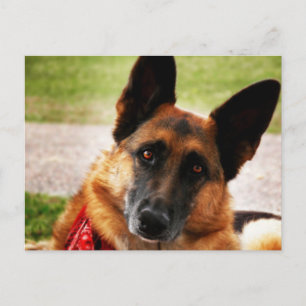 Deutsche Schäferpostkarte Postkarte