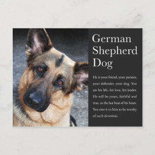 Deutsche Schäferpostkarte Postkarte