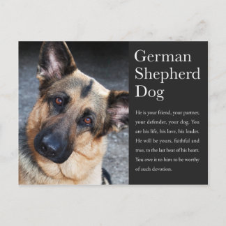 Deutsche Schäferpostkarte Postkarte