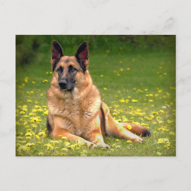 Deutsche Schäferpostkarte Postkarte (Vorderseite)