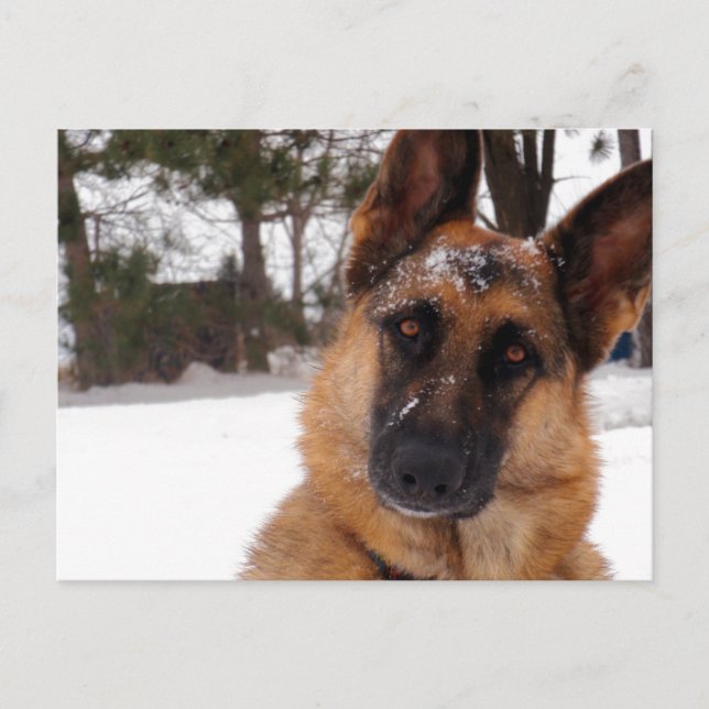 Deutsche Schäferpostkarte Postkarte (Vorderseite)