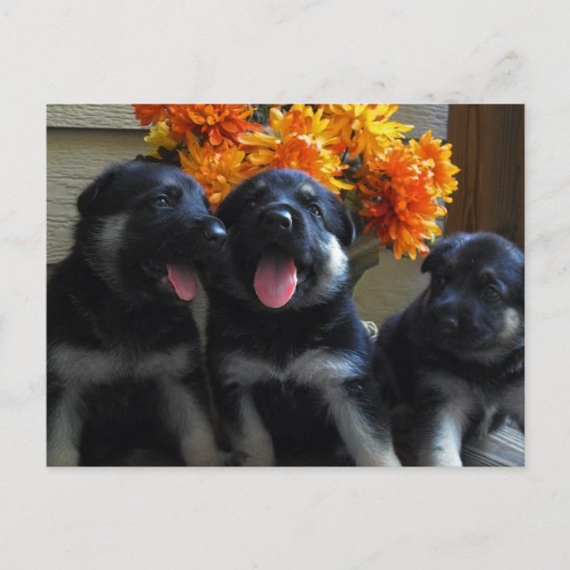 Deutsche Schäferpuppy-Postkarte Postkarte (Vorderseite)