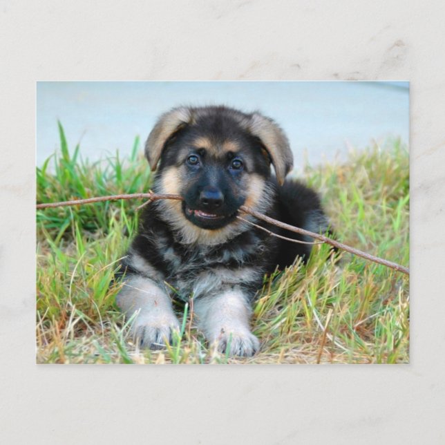 Deutsche Schäferpuppy-Postkarte Postkarte (Vorderseite)
