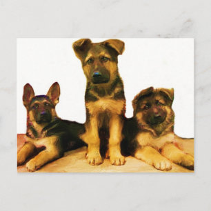 Deutsche Schäferwelpen Postkarte