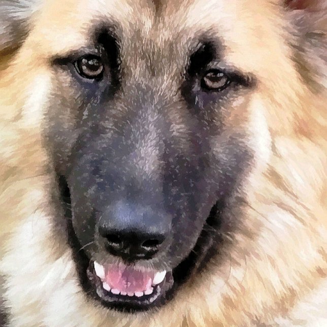 DEUTSCHE SHEPHERD DOG FOTOPLATTE (Von Creator hochgeladen)