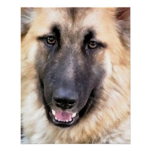 DEUTSCHE SHEPHERD DOG POSTER