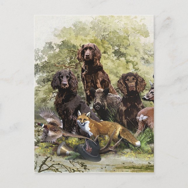 Deutsche Spaniels ( Deutscher Wachtelhund ) Postkarte (Vorderseite)