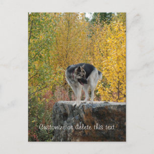 Deutscher Hirte auf einem Felsen; anpassbar Postkarte