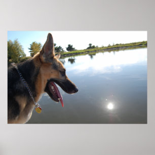 Deutscher Hirte/Bewundern der Aussicht Poster