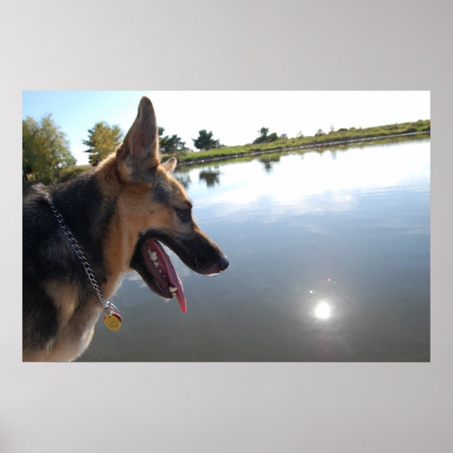 Deutscher Hirte/Bewundern der Aussicht Poster (Vorne)