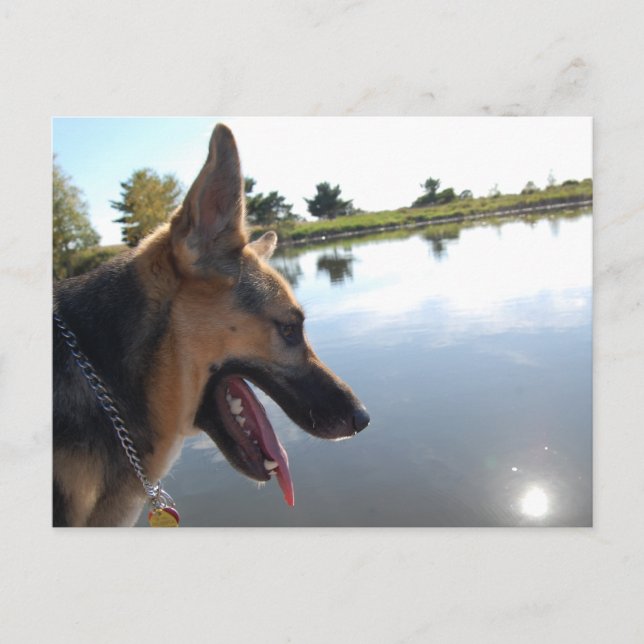 Deutscher Hirte/Bewundern der Aussicht Postkarte (Vorderseite)