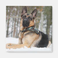 Deutscher Hirte im Schnee
