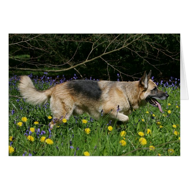 Deutscher Hirte in gelben Blumen (Vorderseite (Horizontal))