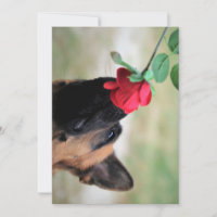 deutscher Hirte mit Rose