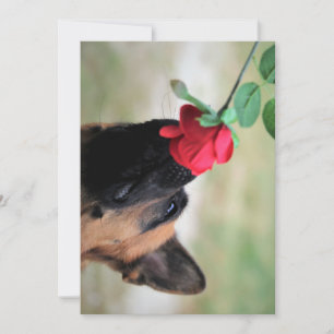 deutscher Hirte mit Rose Einladung