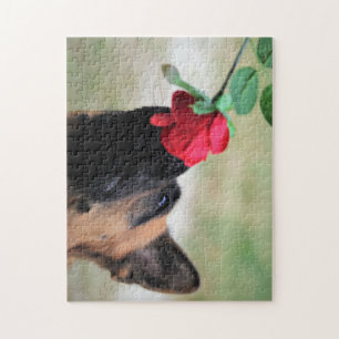 Deutscher Hirte mit Rote Rose