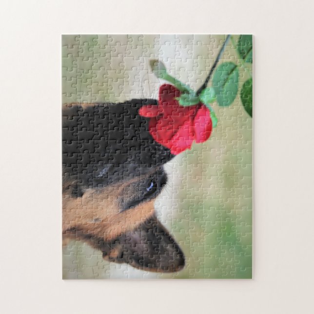 Deutscher Hirte mit Rote Rose (Vertikal)
