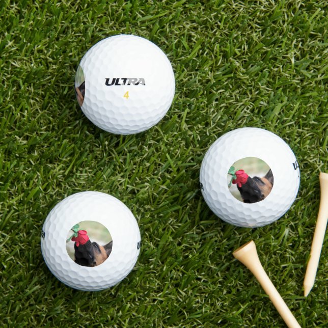 Deutscher Hirte mit Rote Rose Golfball (Insitu Gras)