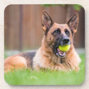 Deutscher Hirte mit Tennisball Getränkeuntersetzer