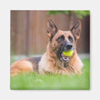 Deutscher Hirte mit Tennisball