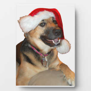 Deutscher Hirte mit Weihnachtsmannmütze Fotoplatte