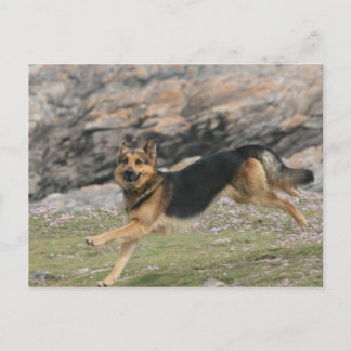 deutscher Hirte Postkarte