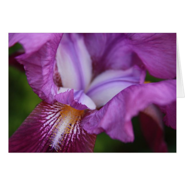 Deutscher Iris (Vorderseite (Horizontal))