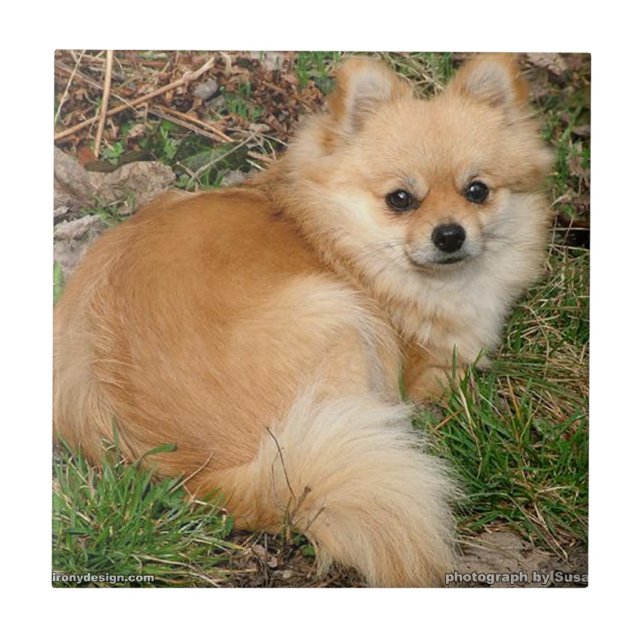 Deutscher Kleinspitz Hund Fliese (Vorderseite)