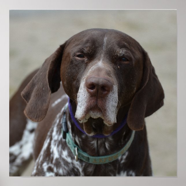Deutscher Kurzgeber Pointer Dog Poster (Vorne)