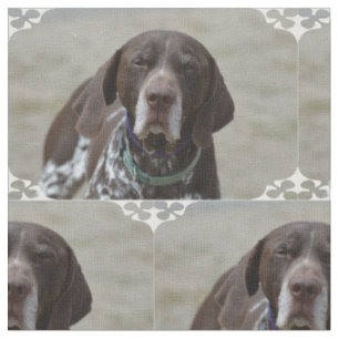 Deutscher kurzhaariger Zeiger-Hund Stoff