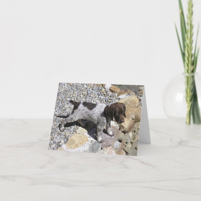 Deutscher kurzhaariger Zeiger-Welpe Karte (Vorderseite)