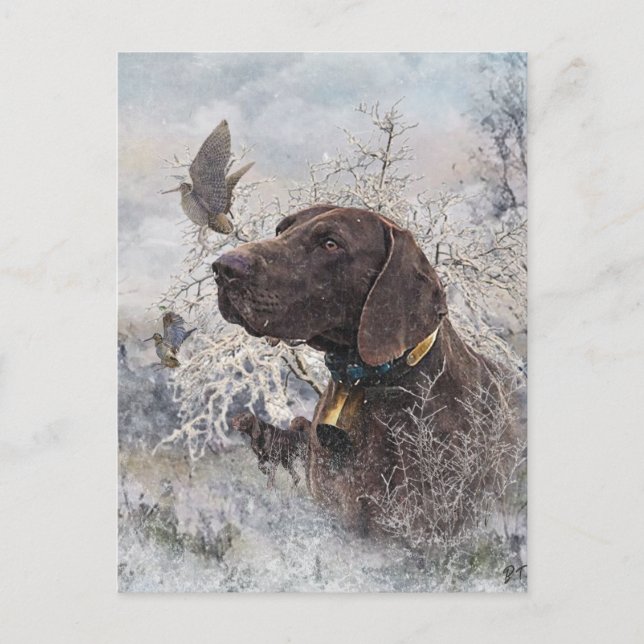 Deutscher Kurzzeiger Postkarte (Vorderseite)