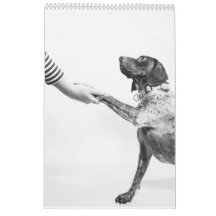 Deutscher Kurzzeitpointer 2024 Kalender-APS-Hund