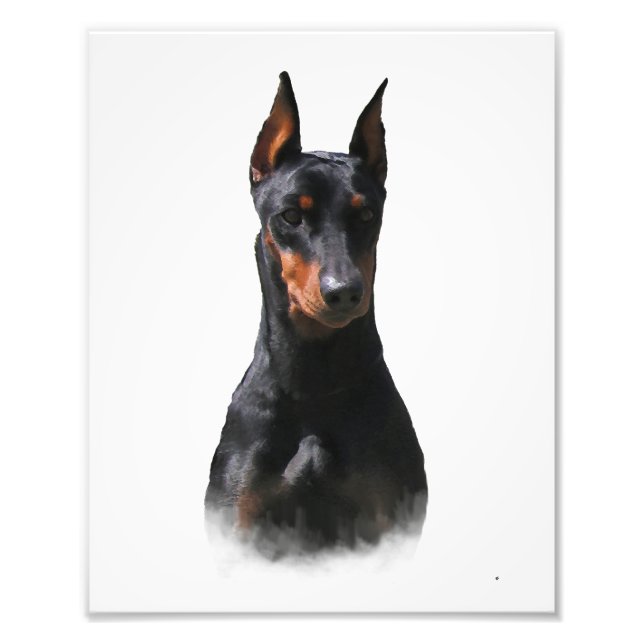 Deutscher Pinscher Fotodruck (Vorne)
