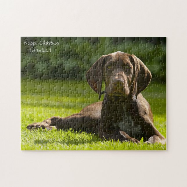 Deutscher Pointer Hund. (Horizontal)