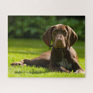 Deutscher Pointer Hund.