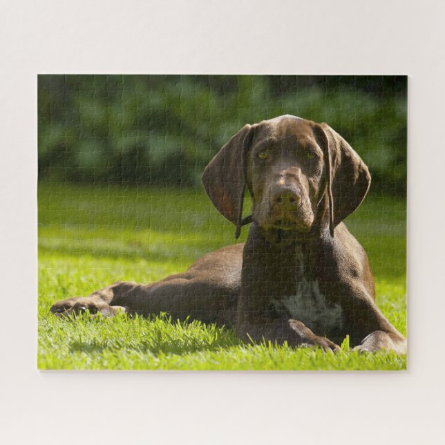 Deutscher Pointer Hund. (Horizontal)